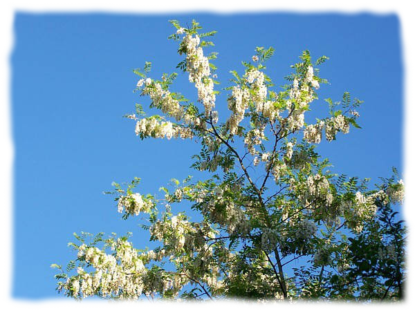 Robinier (ou faux acacia) en fleurs