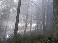 forêt dans la brume