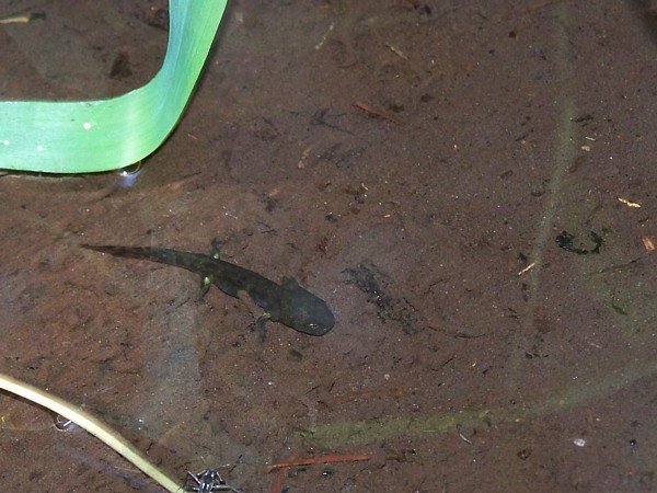 larve de salamandre