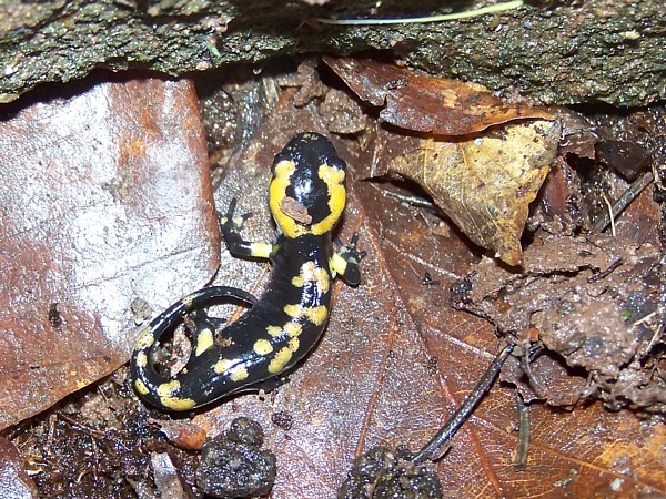 salamandre commune juvénile